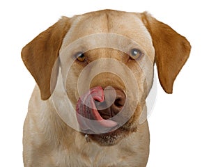 Hungry labrador gets excited for its dinner