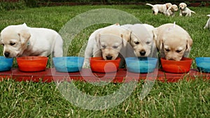 Hungry labrador puppies running to the feeding bowls