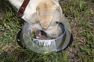 Hungry labrador retriever eating dog food from metal bowl