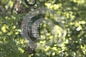 Hungry Ladder-backed Woodpecker at suet feeder