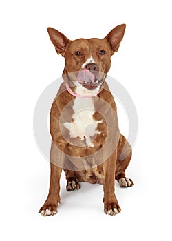 Hungry large pet dog licking lips  isolated