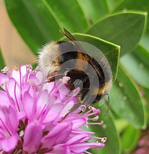 Hungry little bees tucks into sweet nectar