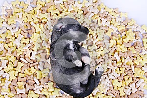 Hungry schnauzer puppy dog behind a big mound of food. Dog food biscuit bones.