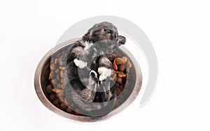 Hungry schnauzer puppy lies in a bowl full of dry dog food. Dog food biscuit bones.