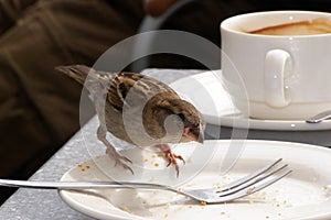 Hungry little sparrow