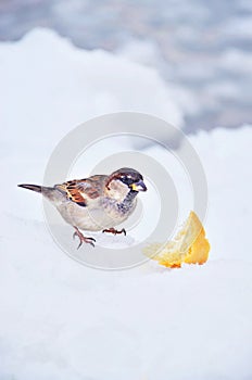 Hungry little sparrow eats bread