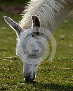 Hungry llama, Lama glama, grazing on green grass