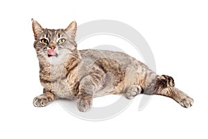 Hungry Looking Domestic Shorthair Cat Licking Its Lips