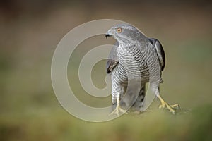 Hungry male goshawk on the forest floor