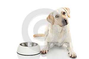 HUNGRY MIXEDBRED OF MASTIFF AND LABRADOR RETREIVER EATING FOOD I