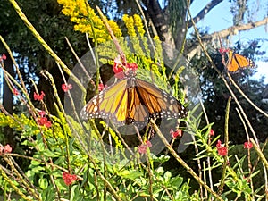 A hungry monarch feasts on nectar photo