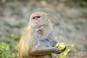 Hungry monkey