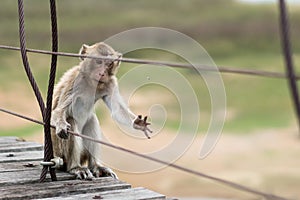 Hungry monkey, wounded animal, catching a fly to eat, hunger or survival concept