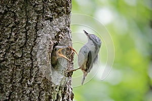 Always hungry nestling ask for food from his parent. Adult bird Wood nuthatch or Sitta europaea near the nest in hollow of the oak