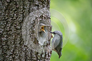 Always hungry nestling ask for food from his parent. Adult bird Wood nuthatch or Sitta europaea near the nest in hollow of the oak