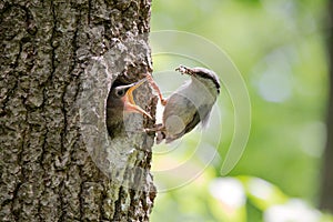 Hungry nestling ask for food from his parent. Wood nuthatch bring food for chicks in beak