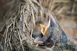 Hungry newborn thrush`s chicks are opening their mouths asking for food