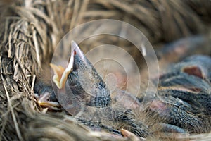 Hungry newborn thrush`s chicks are opening their mouths asking for food