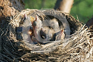 Hungry newborn thrush`s chicks are opening their mouths asking for food