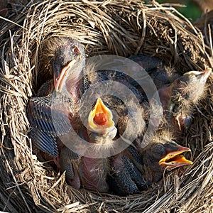 Hungry newborn thrush`s chicks are opening their mouths asking for food lying in a nest