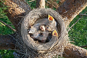 Hungry newborn thrush`s chicks are opening their mouths asking for food lying in a nest