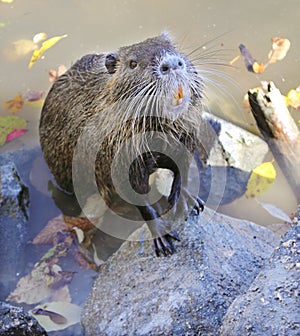 Hungry nutria photo