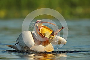The hungry pelican. Pelican in natural habitat