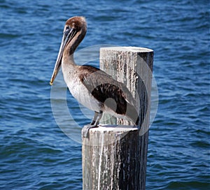 Hungry Pelican Waiting For Dinner