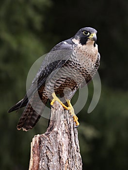 Hungry Peregrine Falcon