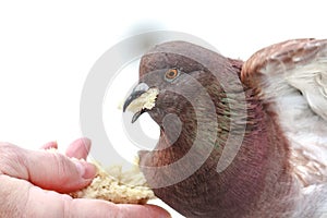 Hungry pigeon eating bread from palm
