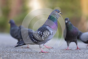 hungry pigeon in the park