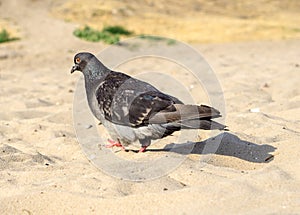 Hungry pigeon walking on beach