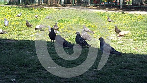 Hungry pigeons bird swarming the loaf of bread and eat get rid of it in a few seconds