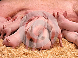 Hungry Piglets photo