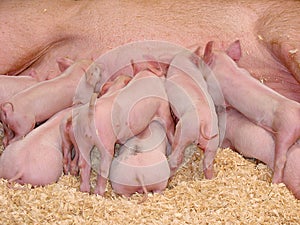 Hungry Piglets