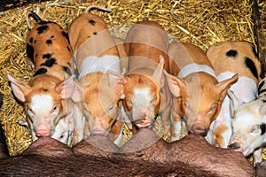 Hungry piglets