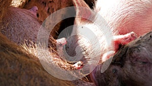 Hungry Piglets Sucking Sow at Farm. Little piglet sucking mother on a farm close-up.