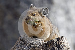 Hungry Pika