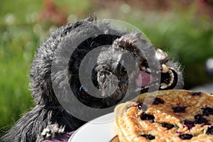 Dog tries to steal a pancake photo