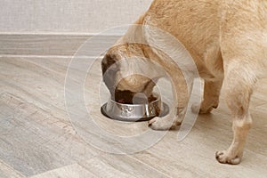 Hungry pug dog eating dry feed from his bowl. balanced diet