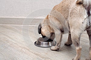 Hungry pug dog eating dry feed from his bowl. balanced diet