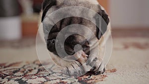 Hungry pug dog gnawing bone on floor in the living room in close-up with selective focus