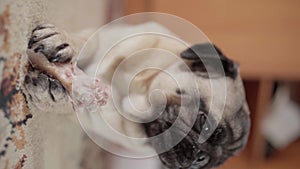 Hungry pug dog gnawing bone on floor in the living room in close-up with selective focus