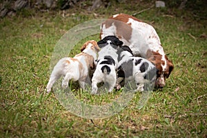 Hungry puppies running after their mother, love and affection between mother and baby children brittany spaniels dogs
