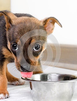 Hungry puppy