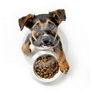 Hungry Puppy With Bowl of Kibble Food - Top Down View