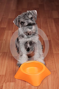 Hungry puppy dog with empty bowl is waiting for feeding.