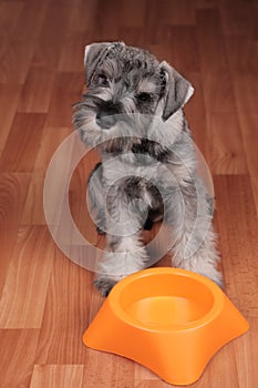 Hungry puppy dog with empty bowl is waiting for feeding.
