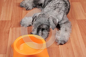 Hungry puppy dog with empty bowl is waiting for feeding.