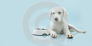 Hungry puppy dog ready for eat food next to a white bowl. Isolated on blue background